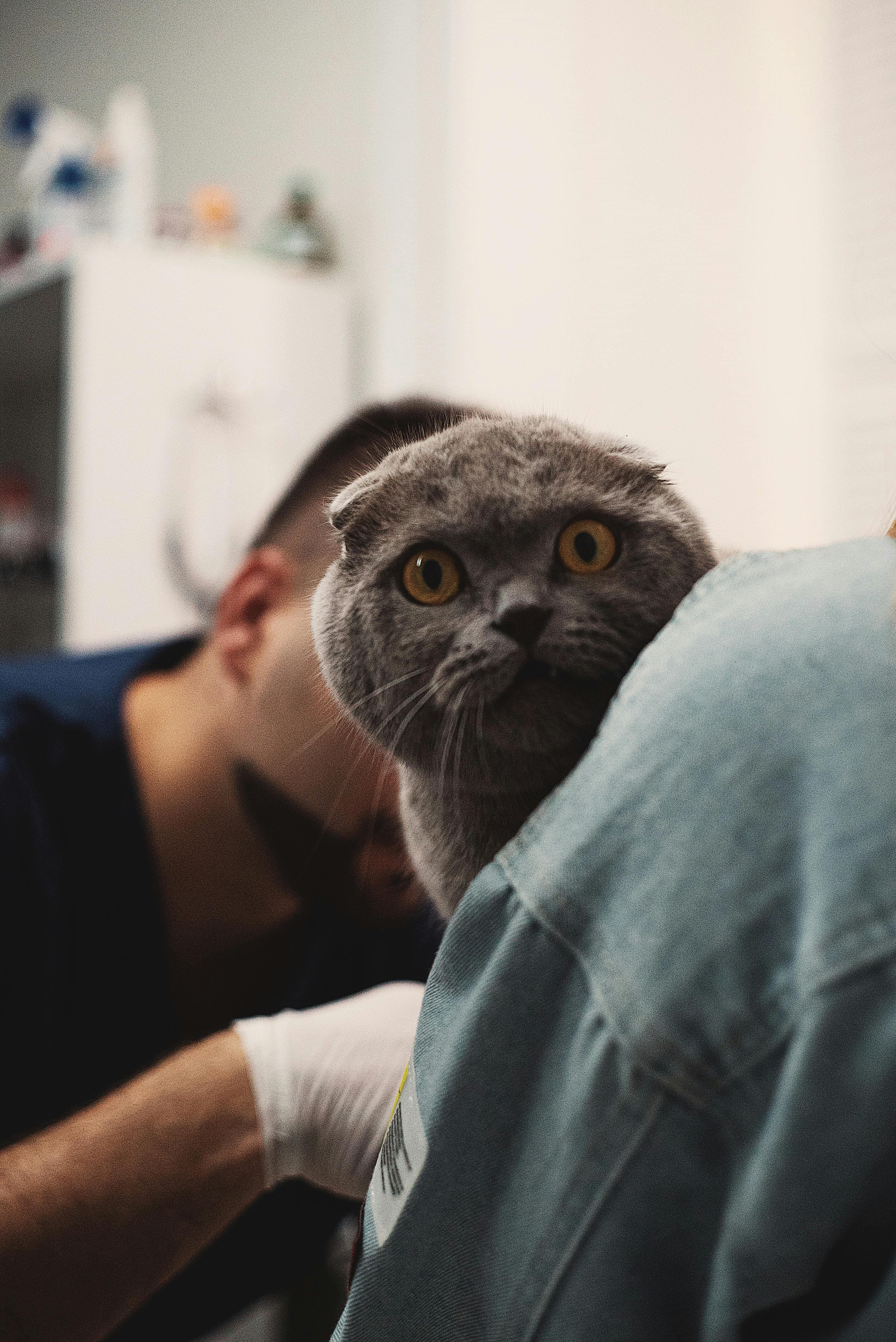 Vet examining a calm cat